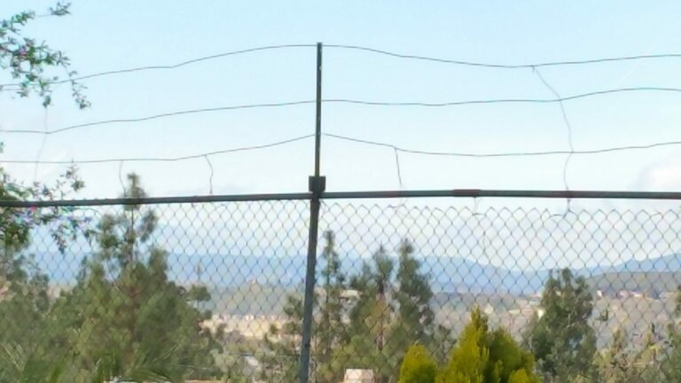 View from the back yard