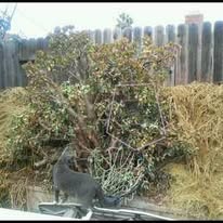 Rua in the jade plant. She blends in doesn't she?