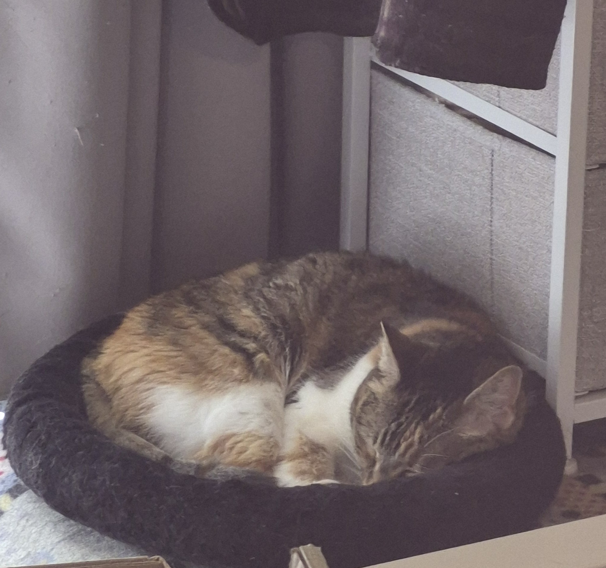 Paddy on the cat bed